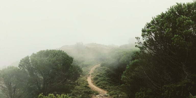 rough road surround trees with fogs