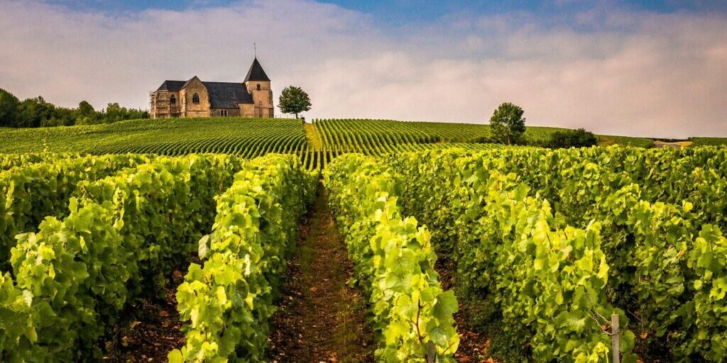 a vineyard with a house in the background