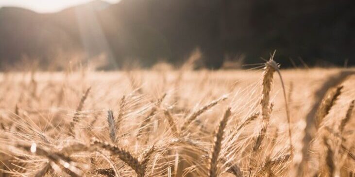 brown wheat field during daytime