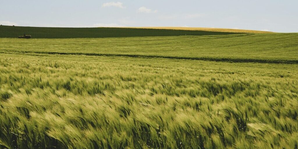 grass-field