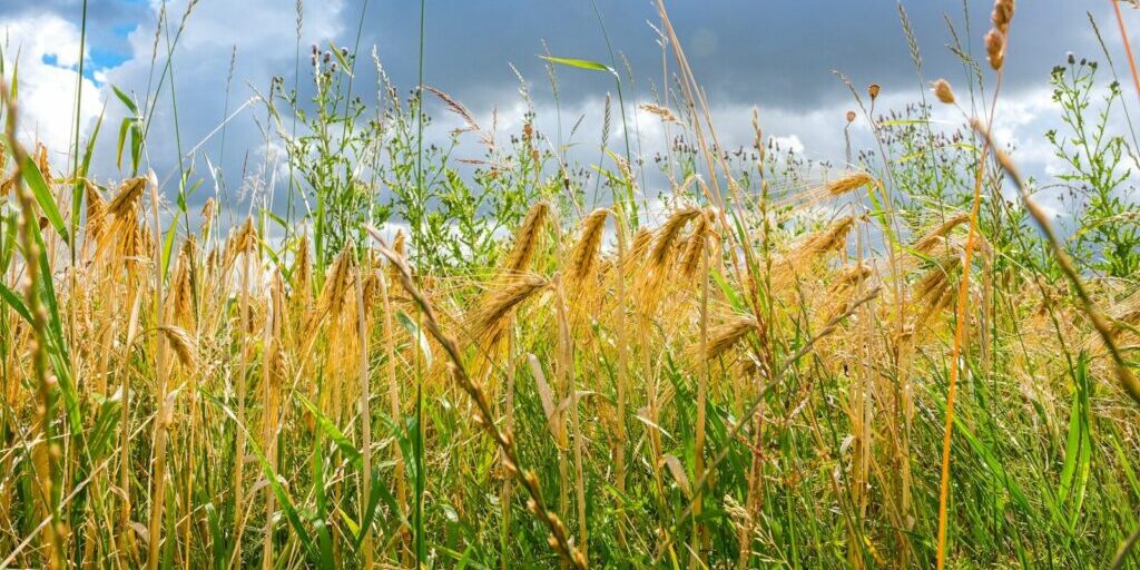 A field of tall grass under a cloudy blue sky