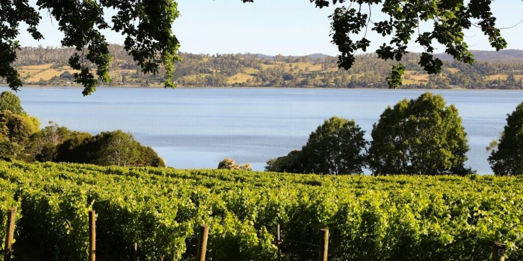 A view of a vineyard with a lake in the background
